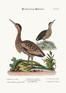 The Little Brown Bittern